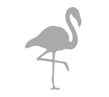 american-flamingos-galapagos-islands-ecuador