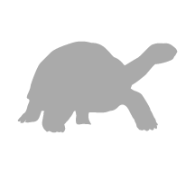 giant-turtle-galapagos-islands-ecuador