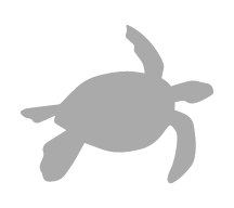 green-sea-turtle-galapagos-islands-ecuador