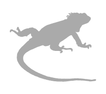 marine-iguana-galapagos-islands-ecuador