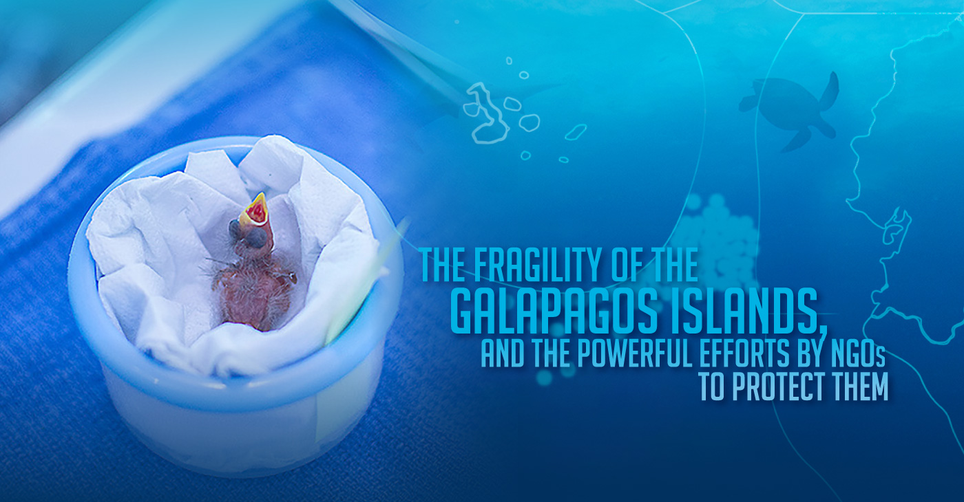 the-powerful-efforts-NGOs-protect-galapagos-islands