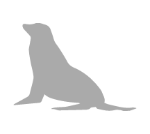 sea-lion-galapagos-islands-ecuador