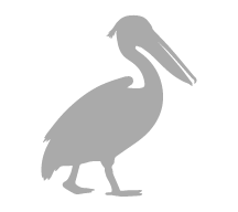 look-brown-pelicans-galapagos-islands-ecuador