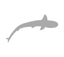 whitetip-reef-shark-galapagos-islands-ecuador