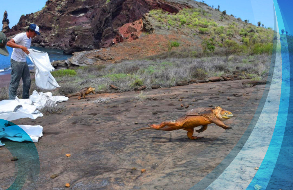 Galapagos NGOs, in a race to save the rarest place on Earth